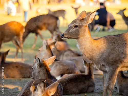 Wild young fallow deer in n...