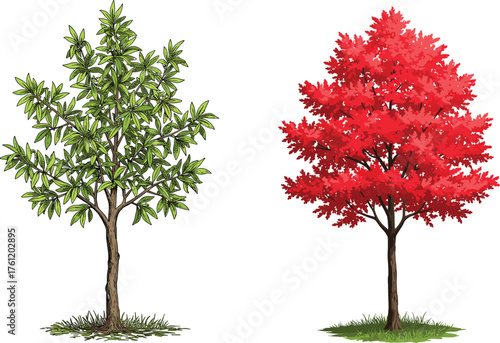 Green foliage tree, red foliage tree, seasonal contrast, botanical diversity, nature landscape, vibrant leaves, dual tree composition, grassy base, autumn transition