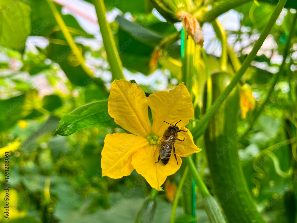 Obraz premium bee on a yellow flower