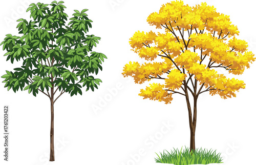 Green foliage tree, yellow autumn tree, seasonal contrast, botanical diversity, vibrant leaves, outdoor nature scene, plant comparison, garden landscape, tree species