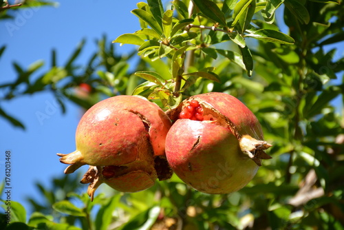 A branch of a pomegranate tree with fruits cracked from ripeness on it