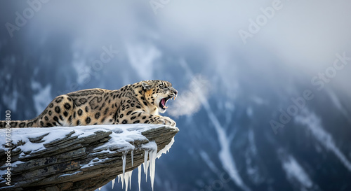 Powerful snow leopard yawning on a snowy cliff, its breath visible in the cold winter air.