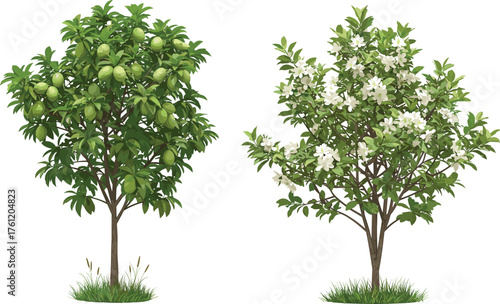Green fruit tree, white blossom tree, botanical contrast, seasonal bloom, nature landscape, vibrant foliage, tropical garden, dual tree composition, outdoor vegetation