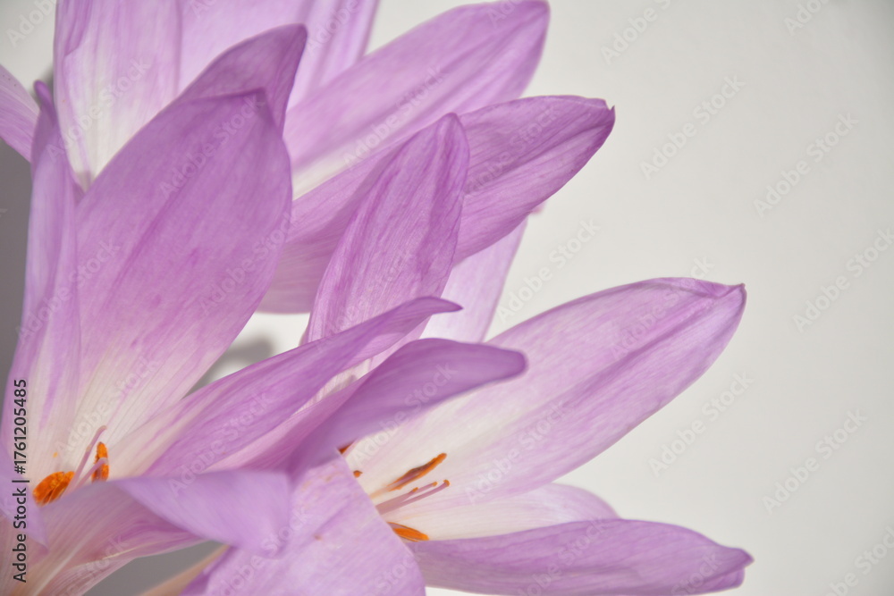Fototapeta premium Purple delicate isolated crocuses on a white background