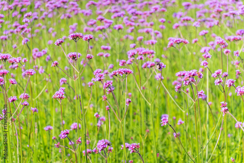 Obraz premium Verbena bonariensis flowers, Argentinian Vervain or Purpletop Vervain, Clustertop Vervain, Tall Verbena, Pretty Verbena, in garden