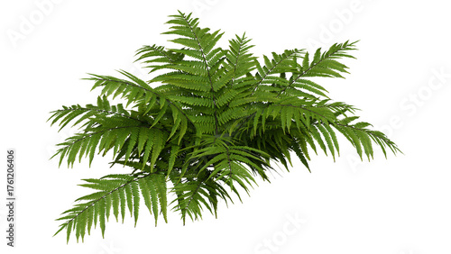 Palm tree plant isolated on white transparent background