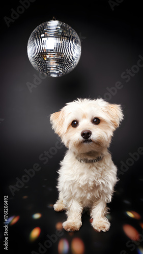 white terrier disco dog party animal