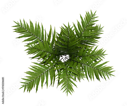 Palm tree plant isolated on white transparent background