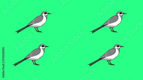 Wallpaper Mural Four stylized gray birds with black beaks perch on a vivid lime background arranged in a 2by2 grid. video loops,  green screen, 4k, footage, 4k footage, videos, video clip, slow motion, video wallpape Torontodigital.ca