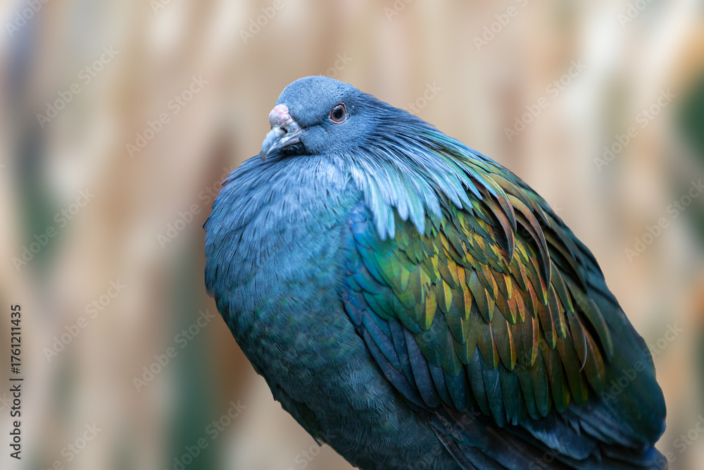 Naklejka premium close up of nicobar pigeon