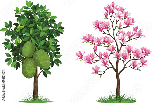 Jackfruit tree, magnolia tree, green foliage, pink blossoms, fruit and flower contrast, botanical diversity, seasonal nature, outdoor garden scene, vibrant canopy