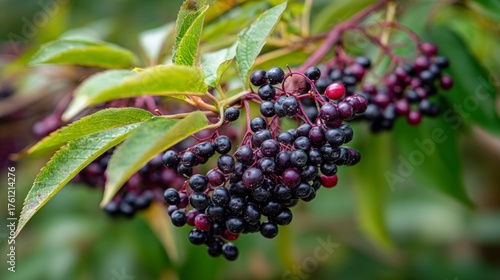 Dark berries on branch
