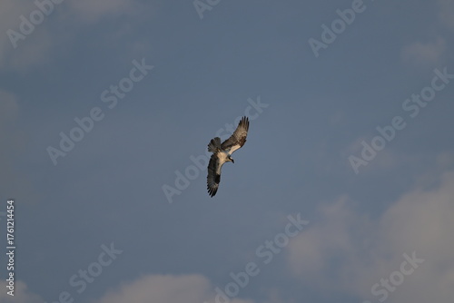 osprey in flight, nature, wildlife, Canada, Alberta, Osprey