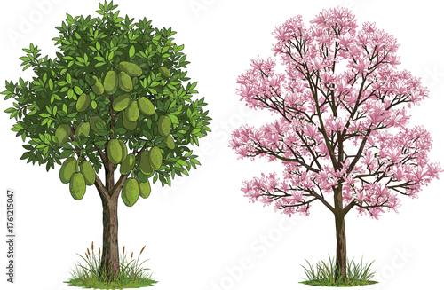 Jackfruit tree, magnolia tree, green foliage, pink blossoms, fruit and flower contrast, botanical diversity, seasonal nature, outdoor garden scene, vibrant canopy