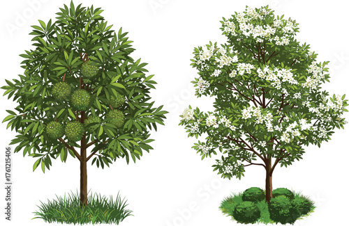 Jackfruit tree, white flowering tree, green foliage, botanical contrast, seasonal nature, vibrant canopy, outdoor garden scene, fruit and flower diversity, plant comparison