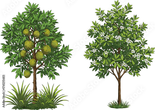 Jackfruit tree, white flowering tree, green foliage, botanical contrast, seasonal nature, vibrant canopy, outdoor garden scene, fruit and flower diversity, plant comparison