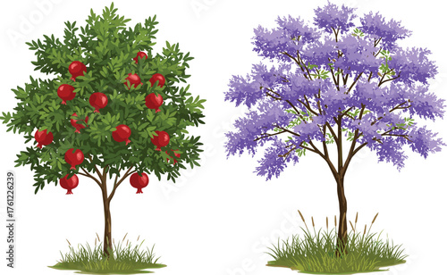 Pomegranate fruit tree, purple flowering tree, garden contrast, edible and ornamental trees, vibrant foliage, seasonal nature, outdoor landscape, botanical diversity