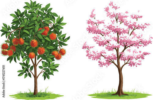 Rambutan fruit tree with red orange fruits, cherry blossom tree with pink flowers, seasonal contrast, botanical illustration, nature diversity, outdoor scene