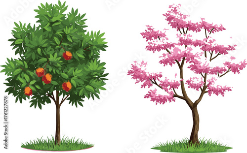 Rambutan tree with spiky red orange fruits, cherry blossom tree with pink flowers, seasonal contrast, botanical illustration, nature diversity, outdoor scene