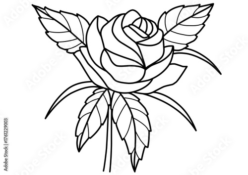 vector illustration of a rose