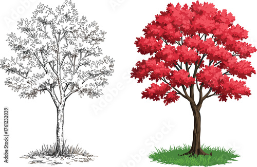 Tree illustration, red foliage tree, black and white drawing, seasonal contrast, artistic comparison, botanical sketch, nature art, dual tree composition