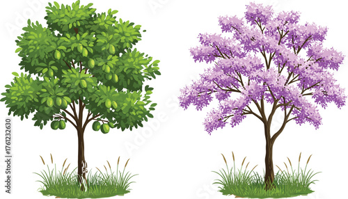 Tropical fruit tree with green mangoes, flowering purple tree in spring bloom, vibrant nature landscape, seasonal contrast, botanical garden scene