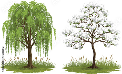 Weeping willow tree, magnolia tree in bloom, spring nature contrast, flowering branches, botanical diversity, seasonal foliage, elegant landscape, tree species comparison