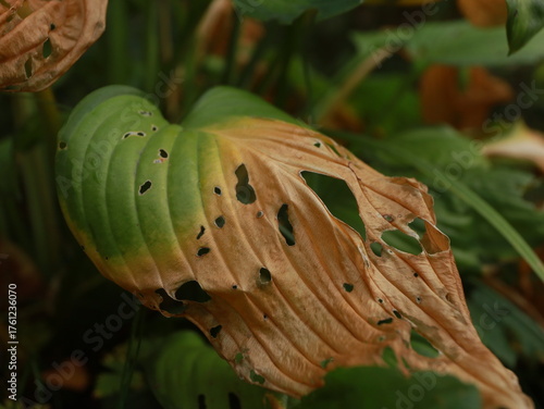 withered leaves of hosta plants in autumn. pruning and