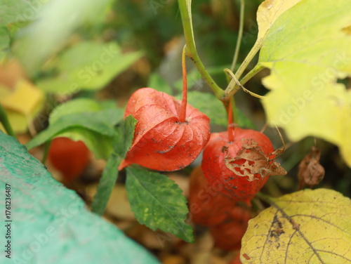 Beautiful physalis bush. Physalis berries turned red on