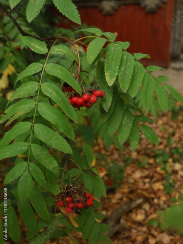 Autumn rowan leaves on a white background. Autumn leaves. Rowan leaf on a white background. Red rowan leaves.