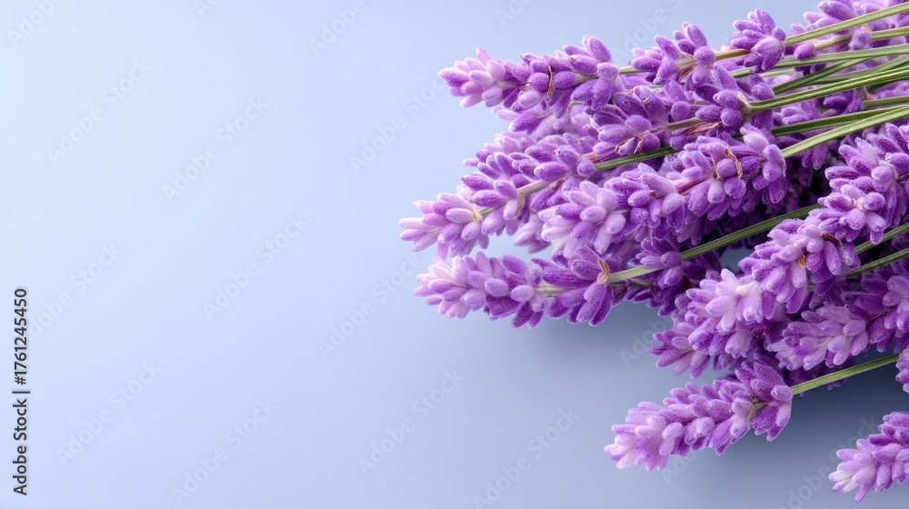 Obraz premium Elegant Lavender Bouquet on Soft Blue Background for Tranquil Home Decor and Inspirational Floral Themes