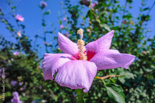 ムクゲの花ー11