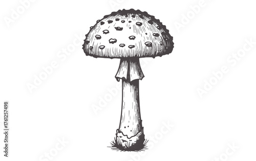 Hand Drawn Sketch of a Fly Agaric Mushroom with Spots Keywords: mushroom, fly agaric, amanita muscaria, sketch, drawing, illustration, nature