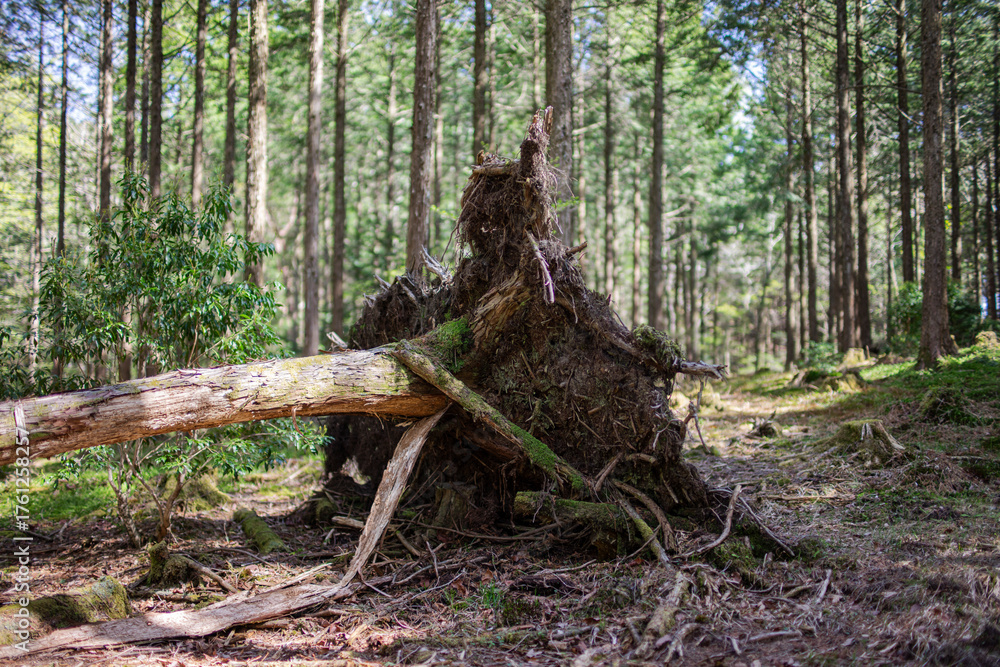 Obraz premium 森の中にあった倒木