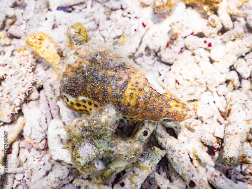 イモガイ貝殻 Darioconus Aulicus Propenudus イモガイ Images – Browse 26 Stock Photos, Vectors, and Video