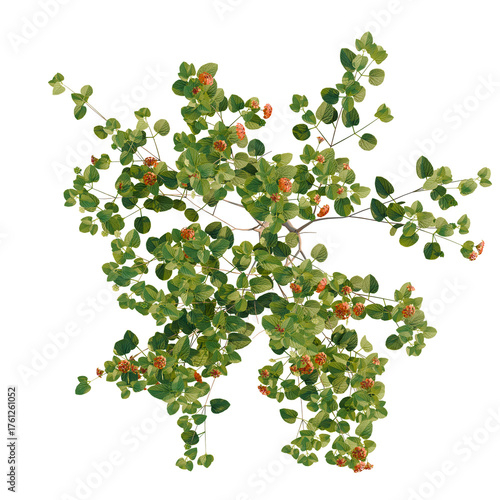 Lantana camara trees plan, top view, cutout, transparent background, isolate, Vibrant green shrub with small orange berries, isolated on transparent background.