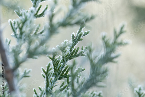 Frost on juniper plant closeup during cold winter weather in Texas nature.