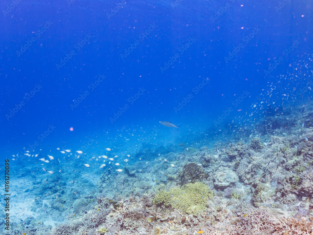 Fototapeta premium イケガツオ, Doubledotted queenfish, Scomberoides lysan, アジ科, 美しいサンゴ礁と熱帯魚の群れ。 沖縄県島尻郡慶良間諸島座間味島安室島-2025 サンゴの産卵があり卵が漂う。沖縄本島から40km西方の諸島。30以上の島嶼群全体が国立公園に指定。珊瑚礁の青い海と白い砂浜は世界屈指の美。貴重な動植物が多数生息。