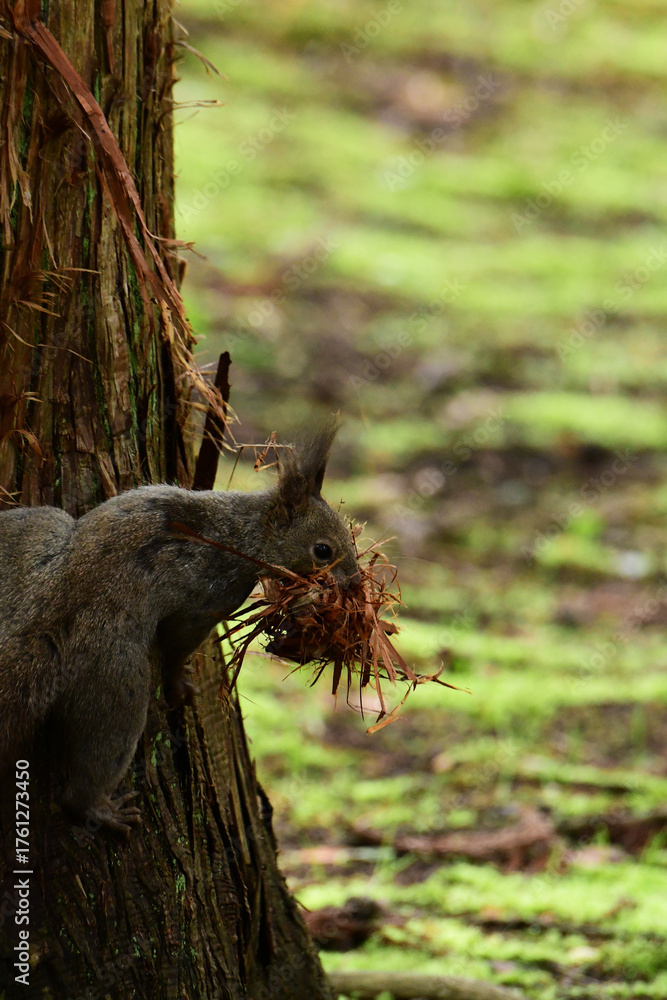 Fototapeta premium 巣材をまとめてくわえるエゾリス