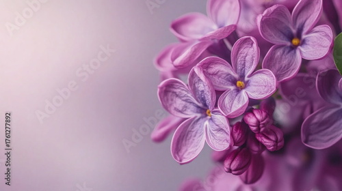 Wallpaper Mural Beautiful lilac flowers blooming in spring with soft background Torontodigital.ca
