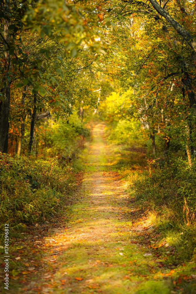 Obraz premium A beautiful autumn hiking trail in the woods.