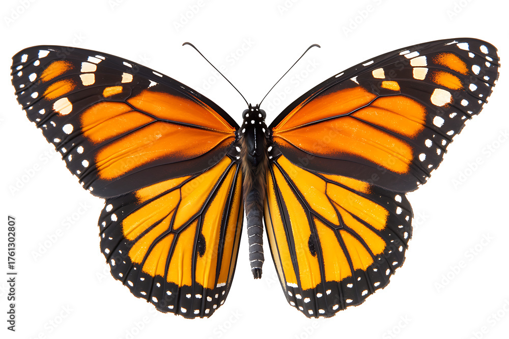 Fototapeta premium Monarch butterfly flutters with vibrant wings, a symbol of transformation and beauty in nature's delicate dance, perfect for designs needing elegance