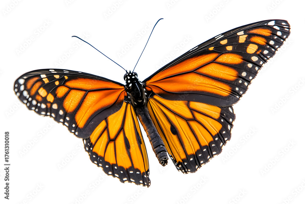 Obraz premium Stunning monarch butterfly with vibrant wings, a symbol of transformation and beauty in nature's delicate dance, perfect for inspirational designs