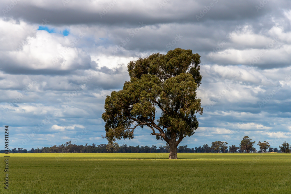 Fototapeta premium Clouds over the green pastures in the Riverina countryside