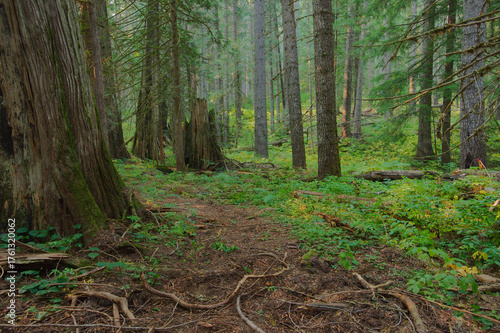 Canvastavla Calm Forest Path With Lush Green Understory and Sunlight Filtering Through Trees Kootenai National Forest in Montana
