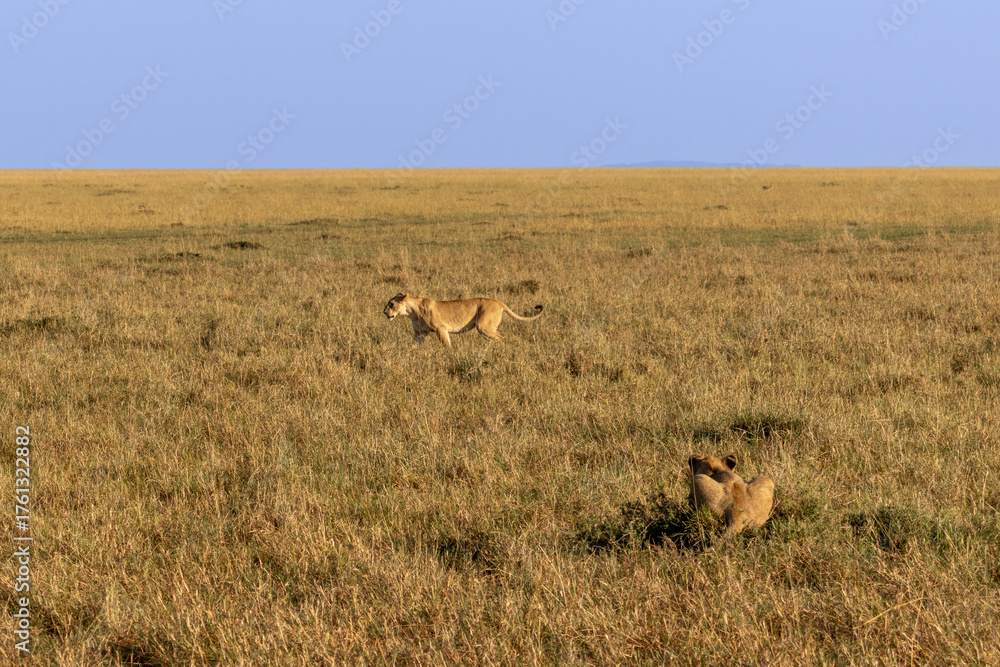 Obraz premium A lioness (Panthera leo) walking while her cub crouches in the tall dry grass of the savannah