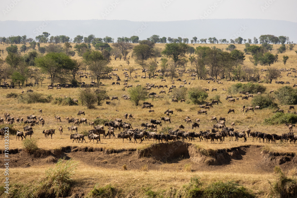 Obraz premium Wildebeest (Connochaetes taurinus) gathering on the banks of the Mara River during the Great Migration in Serengeti National Park