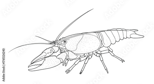 A detailed line drawing of a decapod crustacean with prominent claws and antennae.