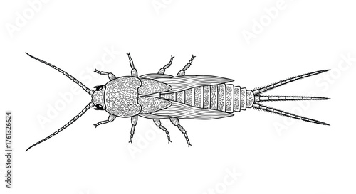 The common silverfish is a small wingless insect that feeds on carbohydrates.