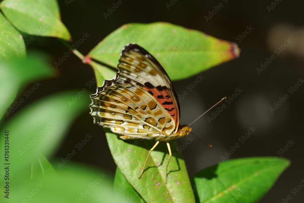 Obraz premium 葉にとまるツマグロヒョウモン